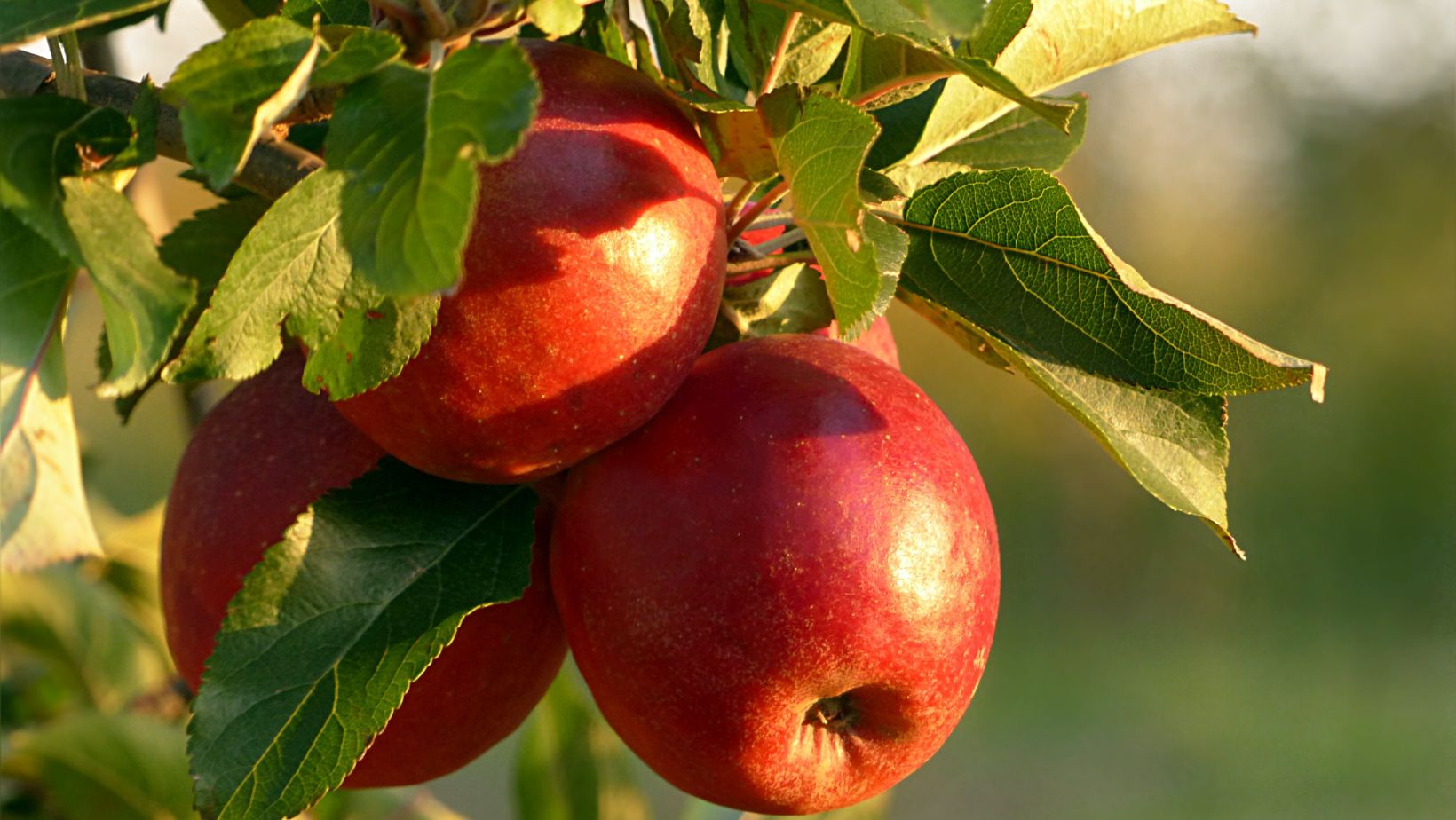 Best Apple Orchards in NH