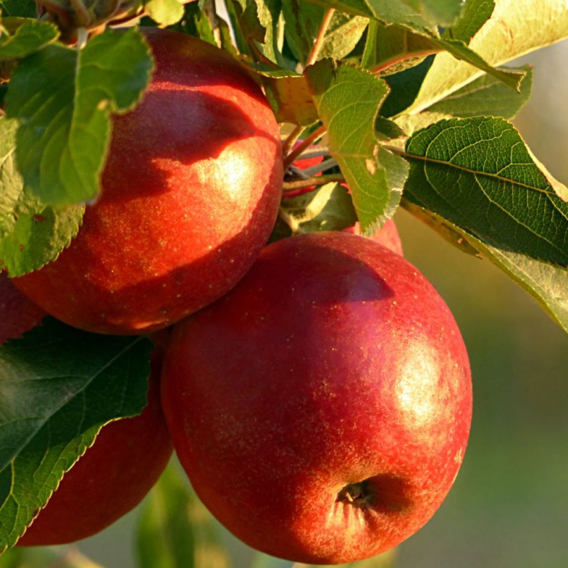 Best Apple Orchards in NH