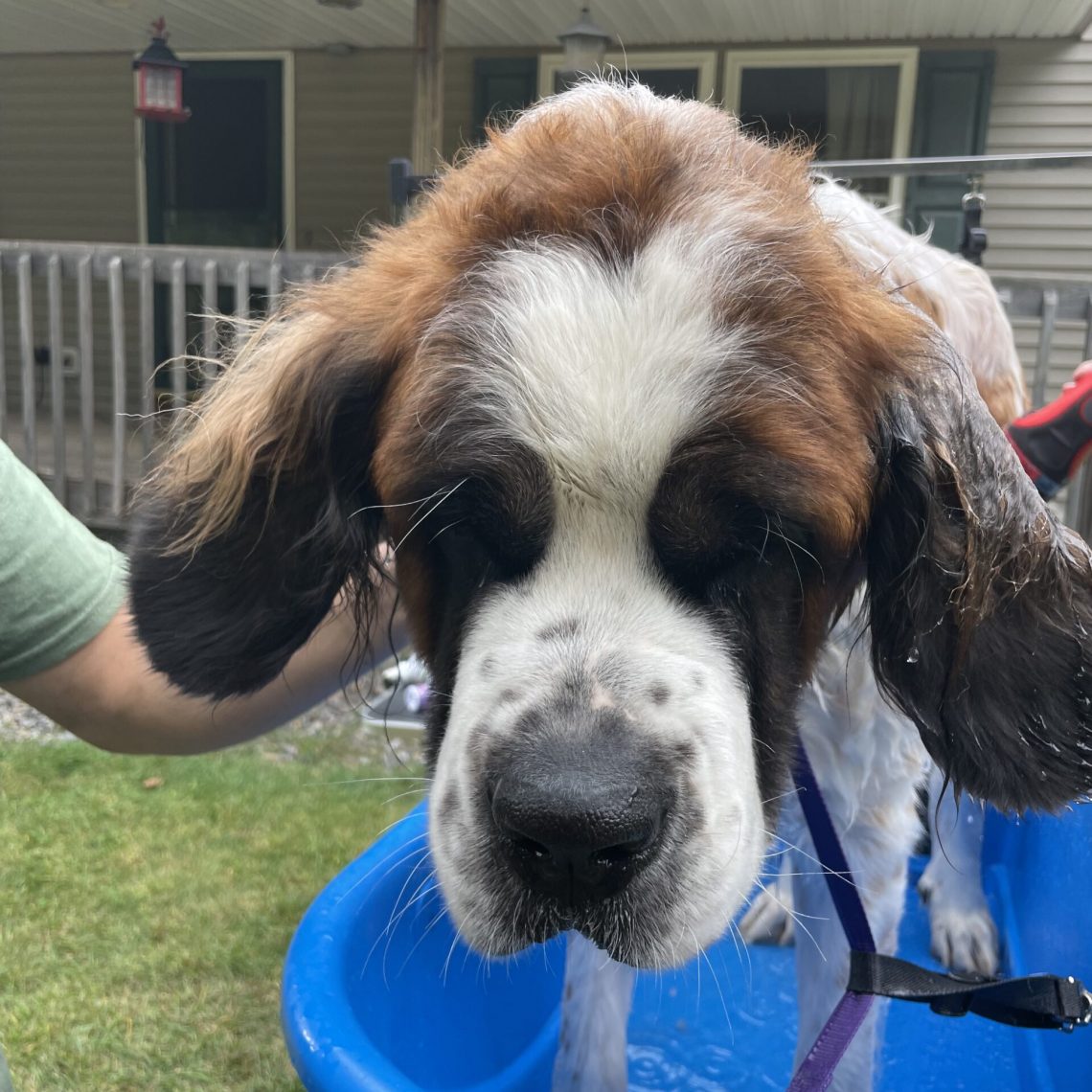 Dog Groomers Belknap County